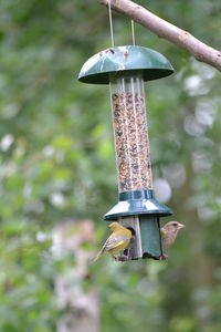 Close-up of bird feeder