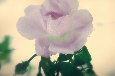 Close-up of rose blooming