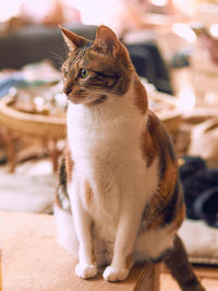 Close-up of a cat looking away