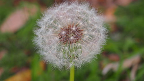 Close-up of dandelion flower