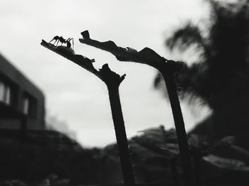 Low angle view of silhouette plant against sky