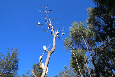 Low angle view of trees against blue sky