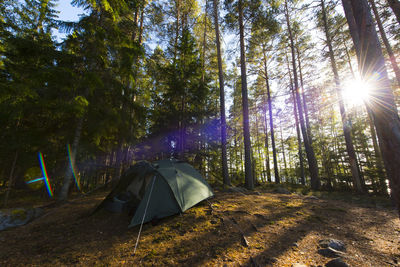 Tent against trees at forest