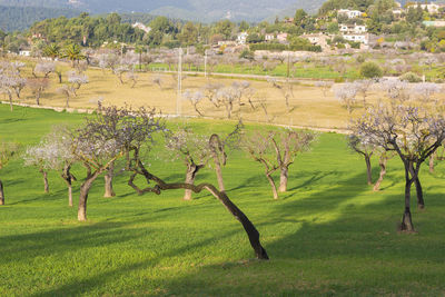 Scenic view of field