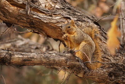 Close-up of squirrel on tree branch