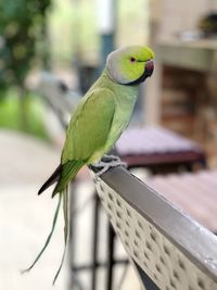 Close-up of parrot perching on leaf