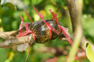 Close-up of red berries on plant