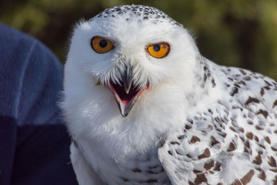 Close-up portrait of owl