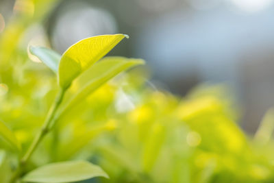 Close-up of yellow leaves