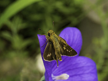 Close-up of butterfly pollinating on purple flower