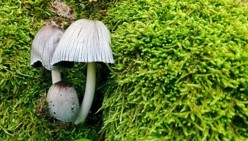 Close-up of mushroom growing in farm
