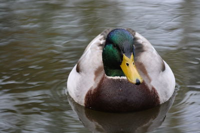 Close-up of duck swimming in lake