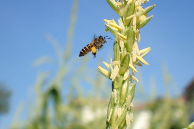 Close-up of bee pollinating flower