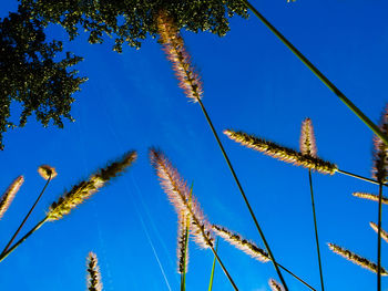 Low angle view of trees against clear blue sky