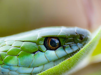 Snake resting on green leaf