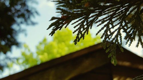 Close-up of leaves against blurred background