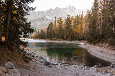 Scenic view of lake in forest