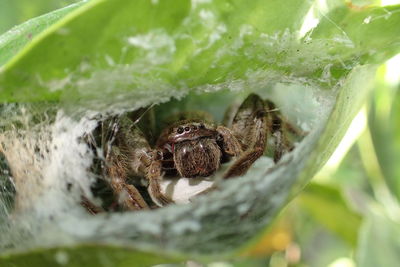 Close-up of spider on web