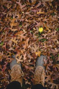 Low section of man standing by maple leaves
