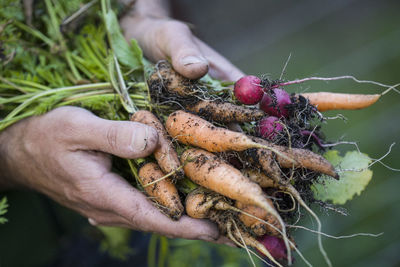 Close-up of hands holding carrots and radishes