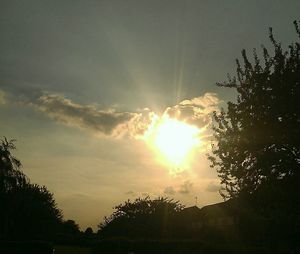 Silhouette of trees at sunset