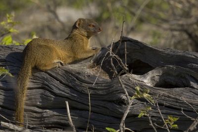 Slender mongoose in etosha, a national park in northern namibia