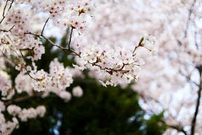 Close-up of cherry blossoms in spring