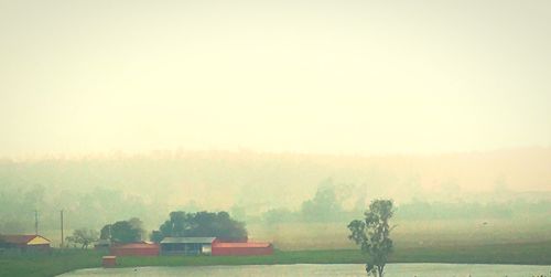 Trees in foggy weather