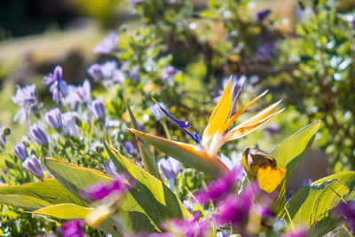 Close-up of crocus blooming outdoors