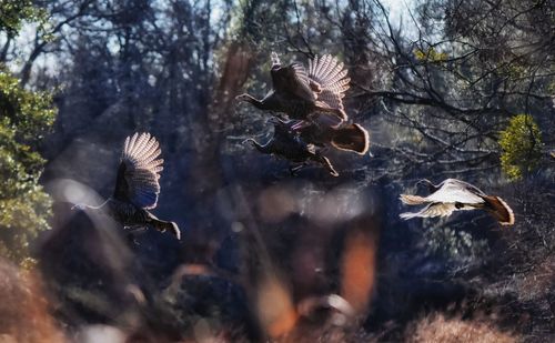 Bird flying over water