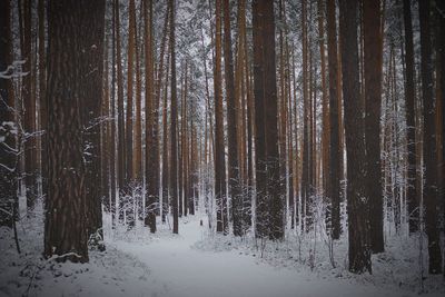 Trees in forest during winter