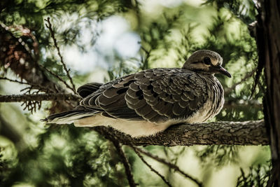 Close-up of bird perching on branch