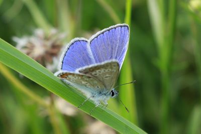 Close-up of butterfly on plant