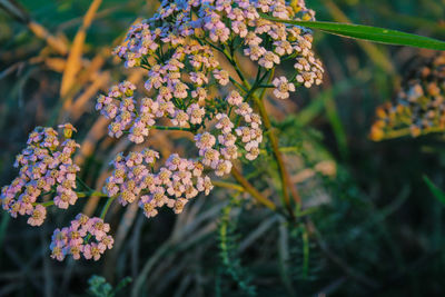 Close-up of flowering plant