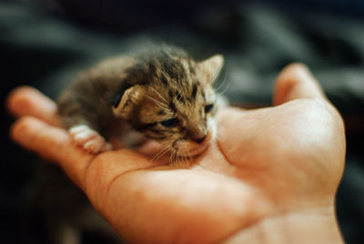 Close-up of a hand holding small cat