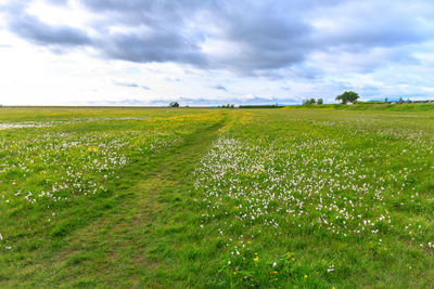 Scenic view of field against sky