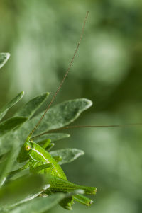 Close-up of insect on plant