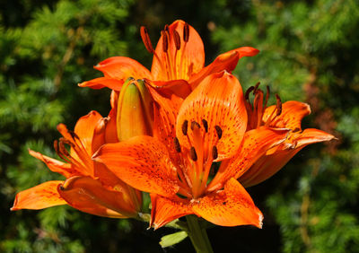 Close-up of orange flower