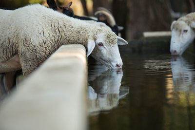 Close-up of sheeps drinking water at ranch