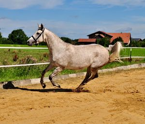 Side view of horse standing on field against sky