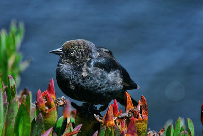 Close-up of bird perching on a lake