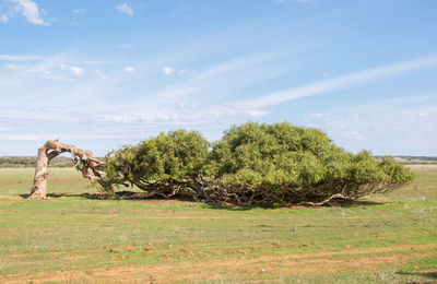 Trees on landscape against sky