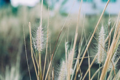 Close-up of wheat growing on field