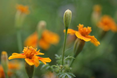 Close-up of orange flowering plant