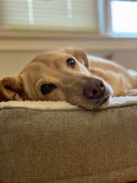 Close-up portrait of dog relaxing on sofa at home