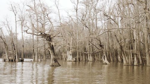 Reflection of trees in lake