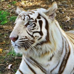 Close up of zebra