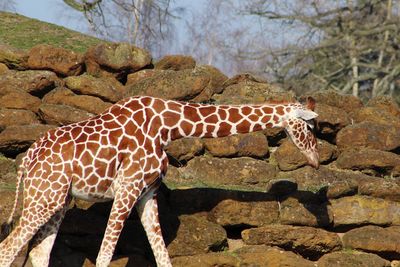 Side view of giraffe on rock