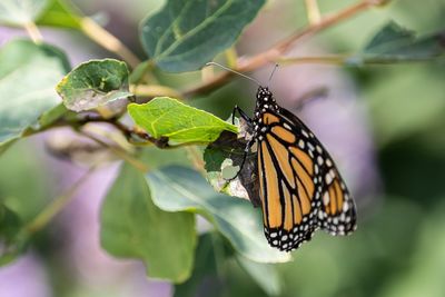 Butterfly on leaf