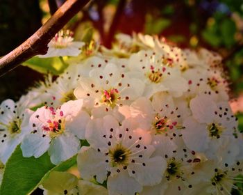 Close-up of flowers growing on tree